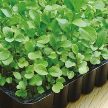 Load image into Gallery viewer, MicroGreens Broccoli
