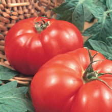 Load image into Gallery viewer, Tomato (Beefsteak) Marmande
