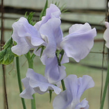 Load image into Gallery viewer, Sweet Pea Ballerina Blue AGM
