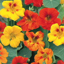 Load image into Gallery viewer, Little Growers Nasturtium Jeepers Creepers
