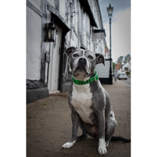 Load image into Gallery viewer, Twiggy Tags Awareness Collar

