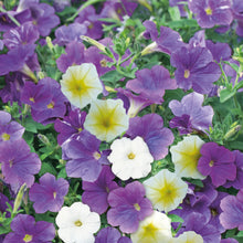 Load image into Gallery viewer, Petunia Summer Sky Mix
