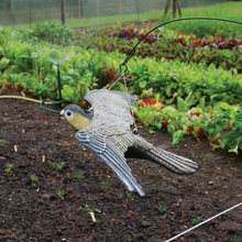 Load image into Gallery viewer, The Big Cheese Flying Falcon
