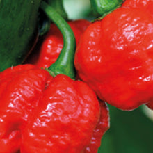 Load image into Gallery viewer, Pepper (Chilli) Trinidad Moruga Scorpion
