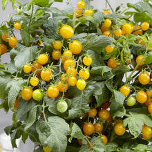 Load image into Gallery viewer, Tomato (Cherry) Sweet Sturdy Grace F1
