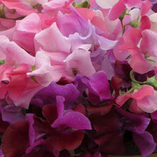 Load image into Gallery viewer, Sweet Pea Bubble Gum Mix
