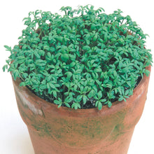 Load image into Gallery viewer, Cress Polycress
