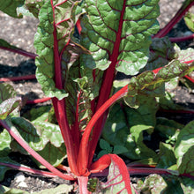 Load image into Gallery viewer, Unwins Cut-and-Come-Again Veg Seed Bundle
