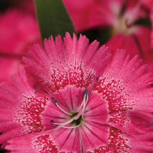 Load image into Gallery viewer, Dianthus True Rose
