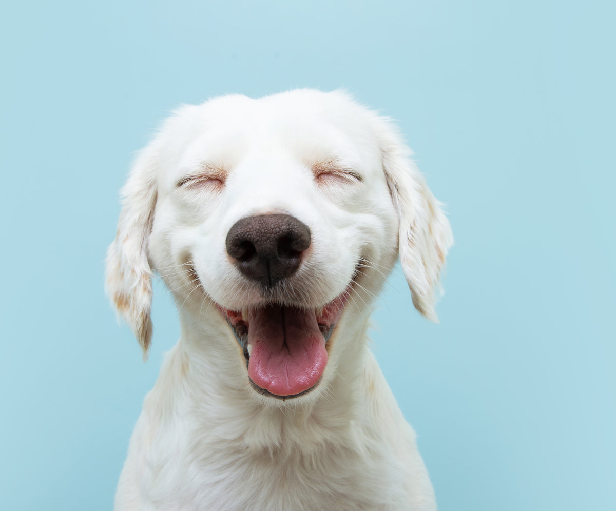 Happy white dog laughing against a blue background, Direct4Pet branded pet joy and wellness, engaging content for pet owners.