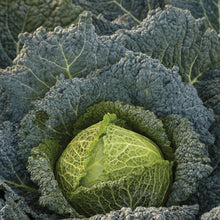 Load image into Gallery viewer, Cabbage (Savoy) Cordesa F1

