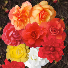 Load image into Gallery viewer, Begonia Illuminations Mix
