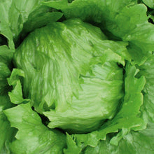 Load image into Gallery viewer, Lettuce (Iceberg) Robinson
