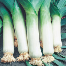 Load image into Gallery viewer, Leek Musselburgh

