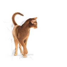 Load image into Gallery viewer, Royal Canin Cat Food Aroma Exigent
