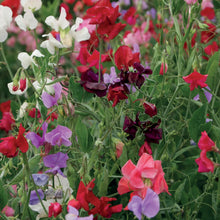 Load image into Gallery viewer, Sweet Pea Unwins 120 Years Mix
