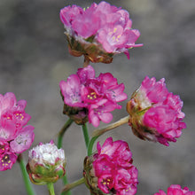 Load image into Gallery viewer, Alpine Armeria Morning Star Deep Pink
