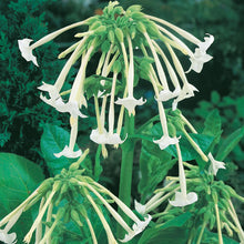 Load image into Gallery viewer, Nicotiana Sylvestris Only The Lonely
