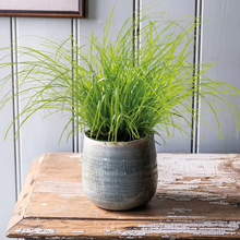 Load image into Gallery viewer, Unwins Houseplant Seeds Range

