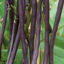 Load image into Gallery viewer, French Bean (Climbing) Carminat

