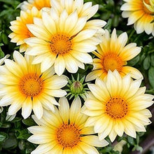 Load image into Gallery viewer, Gazania Sunny Side Up
