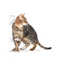 Load image into Gallery viewer, Royal Canin Cat Food Outdoor  7+
