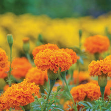 Load image into Gallery viewer, Marigold (African) Hot Stuff
