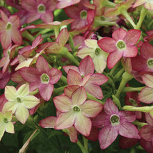 Load image into Gallery viewer, Nicotiana Cuba Lime Purple Bicolour
