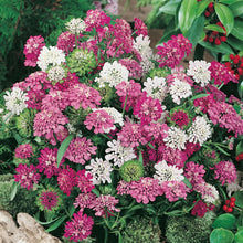 Load image into Gallery viewer, Candytuft Dwarf Fairy Mix
