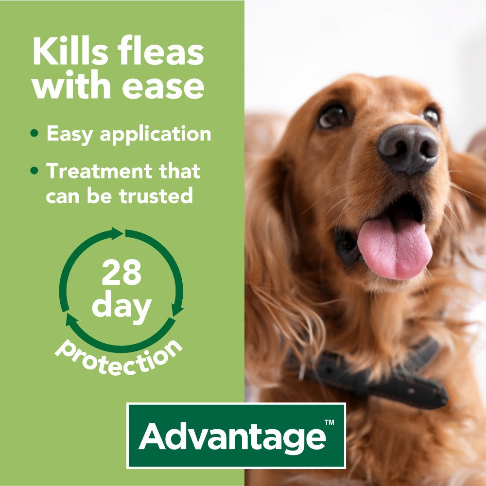 Advantage Spot On Flea Treatment | Direct4Pet | Free Delivery