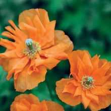 Load image into Gallery viewer, Poppy Orange Feathers
