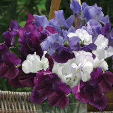 Load image into Gallery viewer, Sweet Pea Misty Mountains
