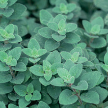 Load image into Gallery viewer, Herb Oregano Greek
