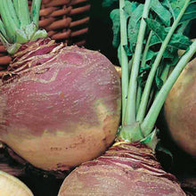 Load image into Gallery viewer, Unwins Sunday Roast Veg Seed Bundle
