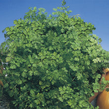 Load image into Gallery viewer, Herb Chervil
