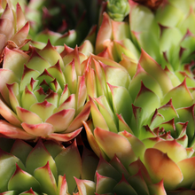 Load image into Gallery viewer, Unwins Houseplant Seeds Range
