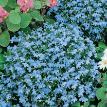 Load image into Gallery viewer, Lobelia Cambridge Blue (Bush)
