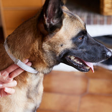Load image into Gallery viewer, Virbac Prevexto Flea and Tick Control Collars
