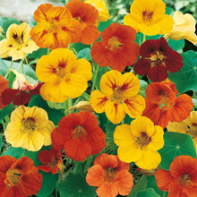 Load image into Gallery viewer, Unwins Nasturtium Seed Lovers Bundle
