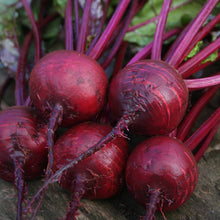 Load image into Gallery viewer, Beetroot Boston
