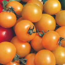 Load image into Gallery viewer, Tomato (Cherry) Sungold F1
