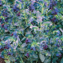 Load image into Gallery viewer, Cerinthe Blue Kiwi
