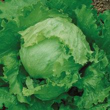Load image into Gallery viewer, Lettuce (Iceberg) Great Lakes
