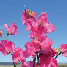 Load image into Gallery viewer, Sweet Pea Elegance Deep Rose
