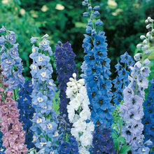Load image into Gallery viewer, Delphinium Pacific Giants
