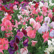 Load image into Gallery viewer, Sweet Pea Cherub Mix
