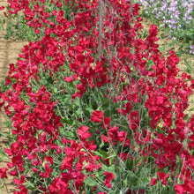 Load image into Gallery viewer, Sweet Pea Westminster
