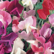 Load image into Gallery viewer, Sweet Pea Continental Mix
