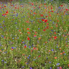 Load image into Gallery viewer, Natures Haven Easy Wildflower 1.2kg Box
