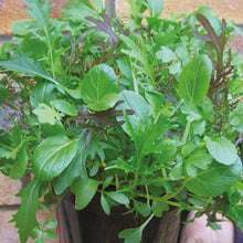 Load image into Gallery viewer, Unwins Cut-and-Come-Again Salad Seed Bundle
